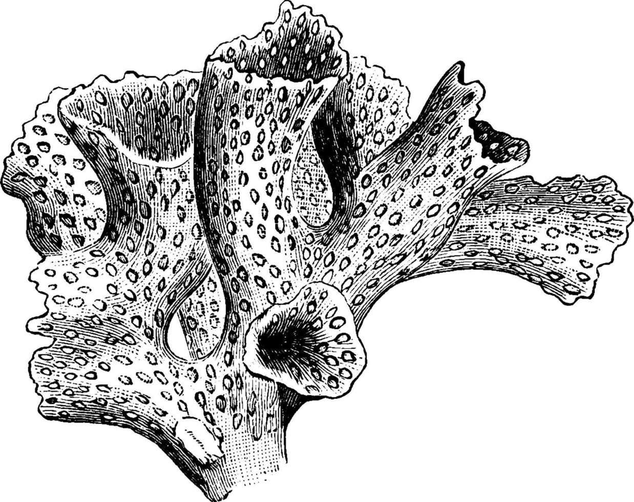 koraal, wijnoogst illustratie. vector