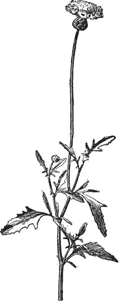 centaurea moschata wijnoogst illustratie. vector