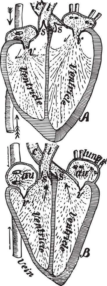 de Cursus van bloed in de hart, wijnoogst illustratie. vector