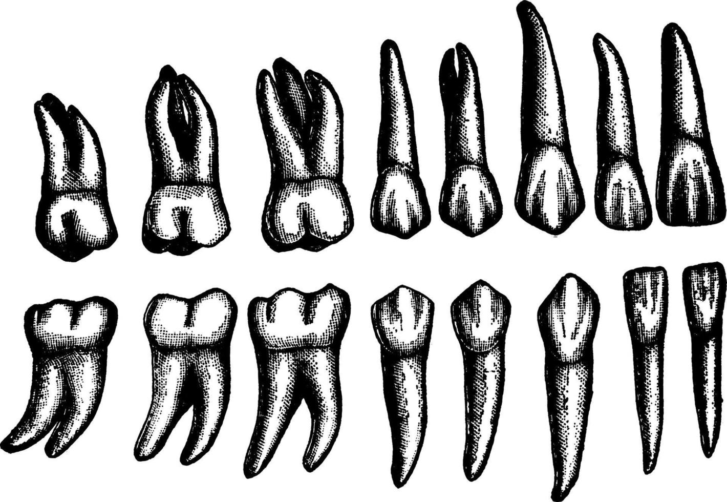 blijvend tanden, wijnoogst illustratie. vector