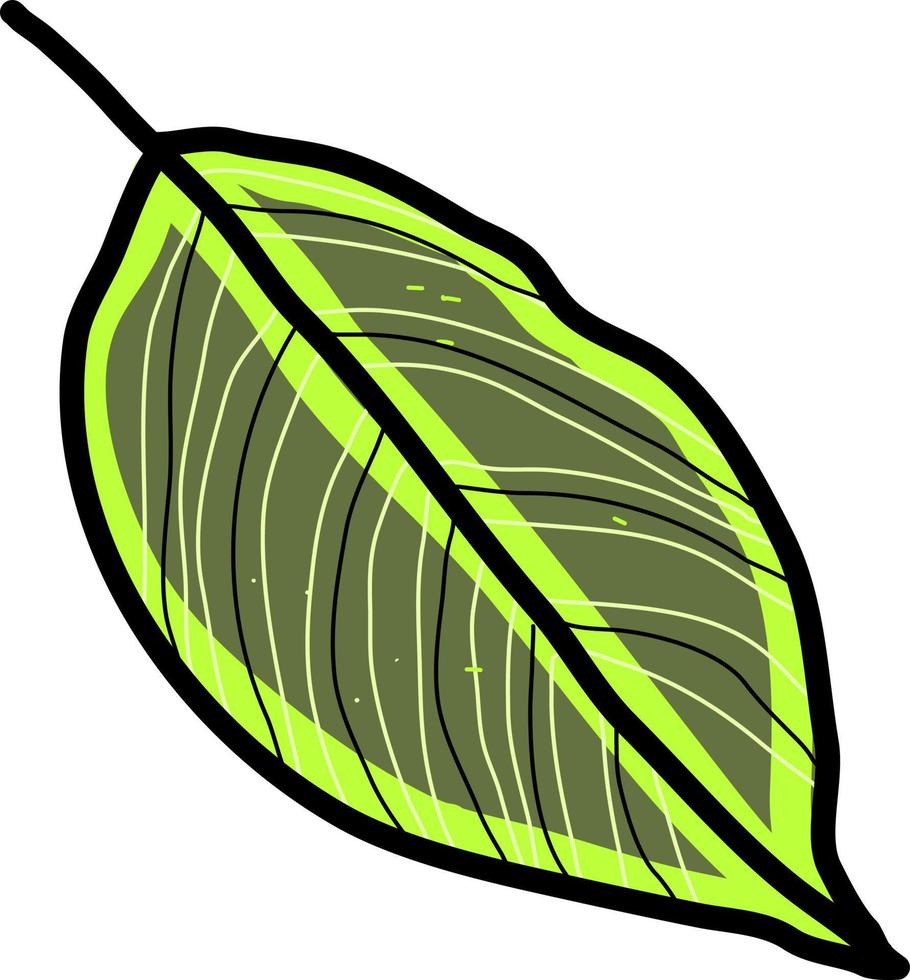 groen blad, illustratie, vector Aan wit achtergrond.