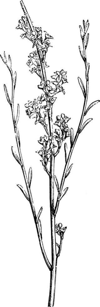 osyris alba wijnoogst illustratie. vector