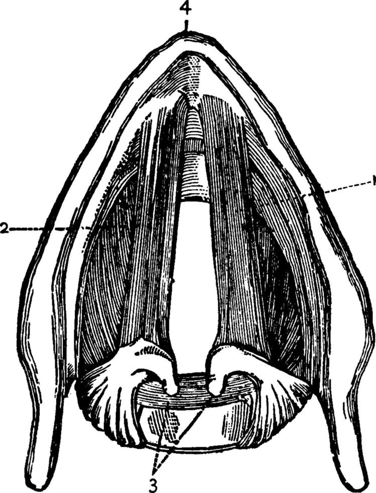 ligamenten van de vocale koorden, wijnoogst illustratie. vector