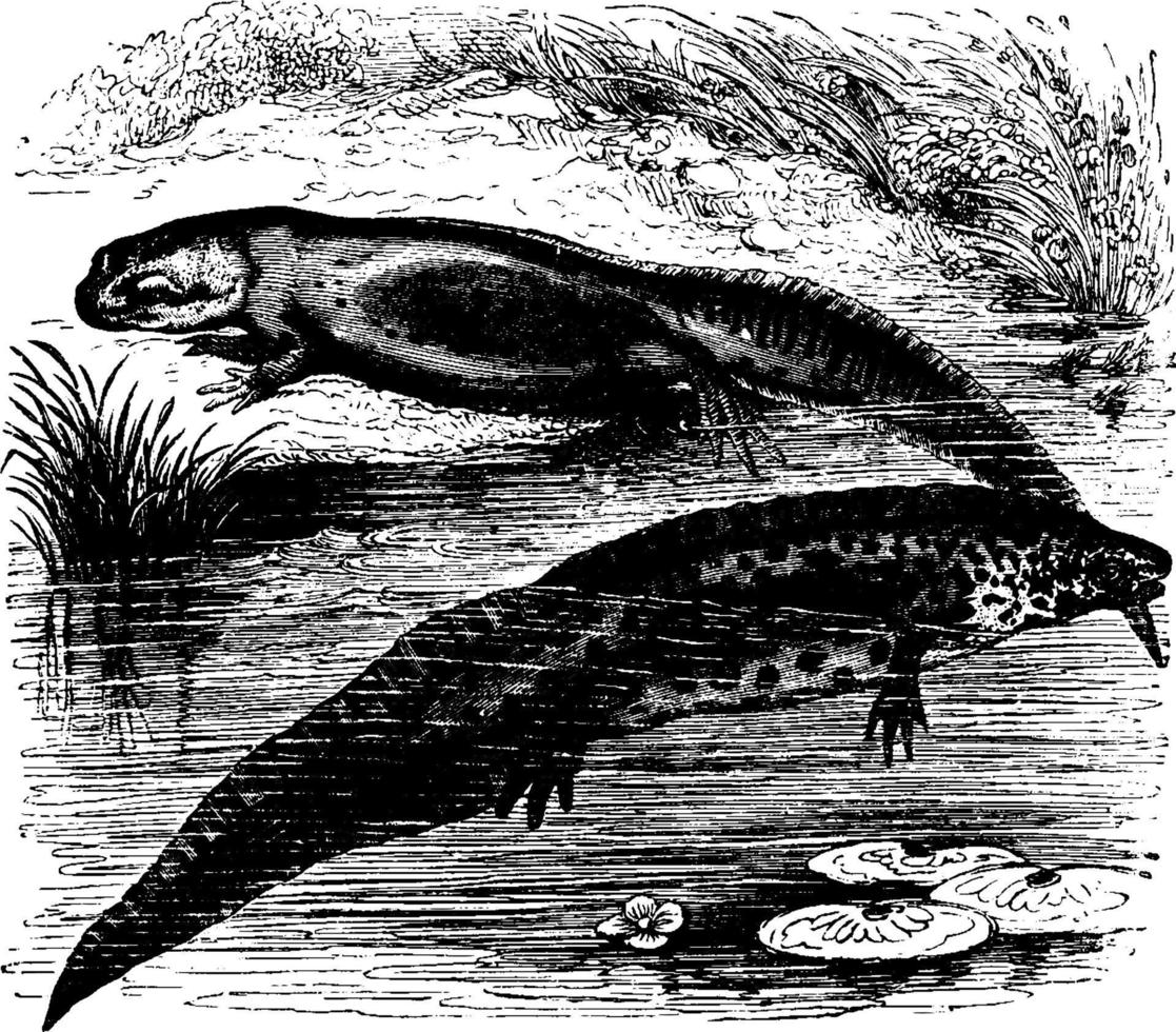 glad watersalamander, wijnoogst illustratie. vector