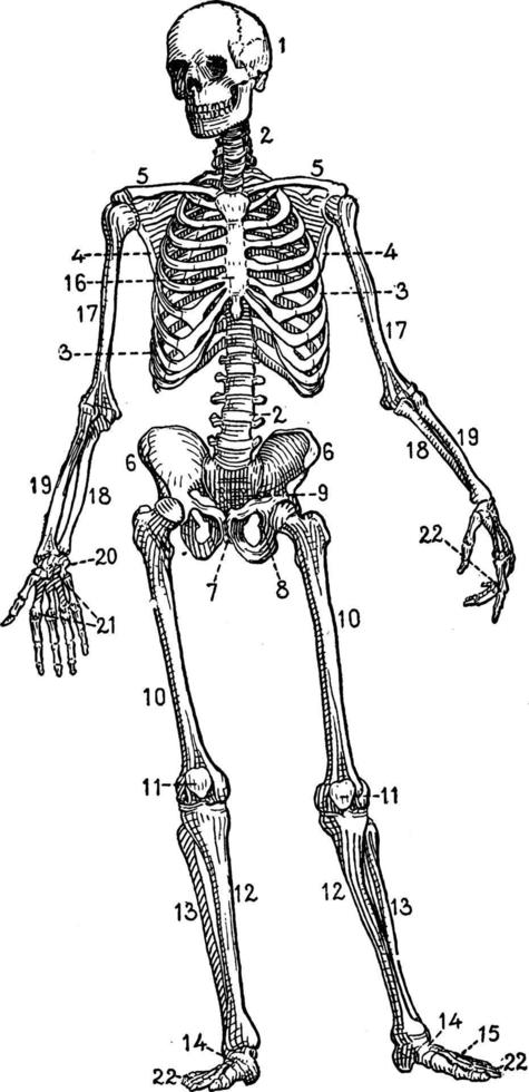 menselijk skelet, wijnoogst illustratie vector