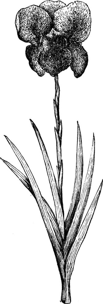 iris susiana wijnoogst illustratie. vector
