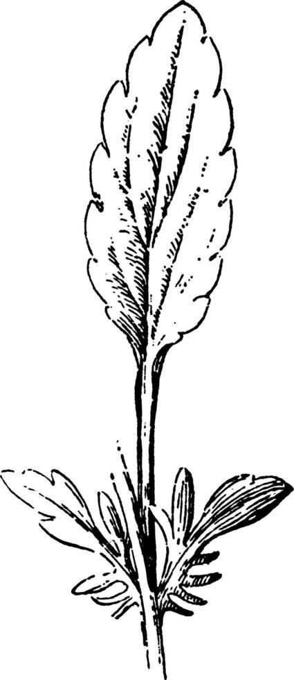 bloem, blad, stipules, soorten, viooltje, stengel, ovaal wijnoogst illustratie. vector