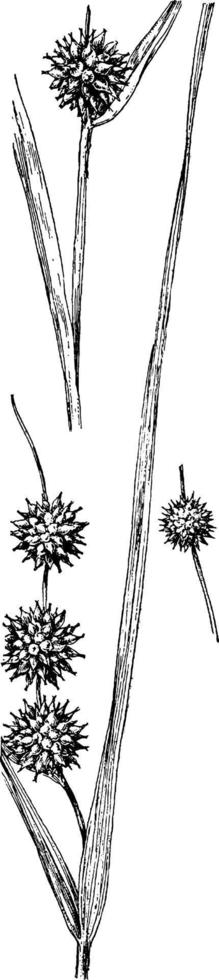 sparganium, diversifolium, familie, afbeelding wijnoogst illustratie. vector