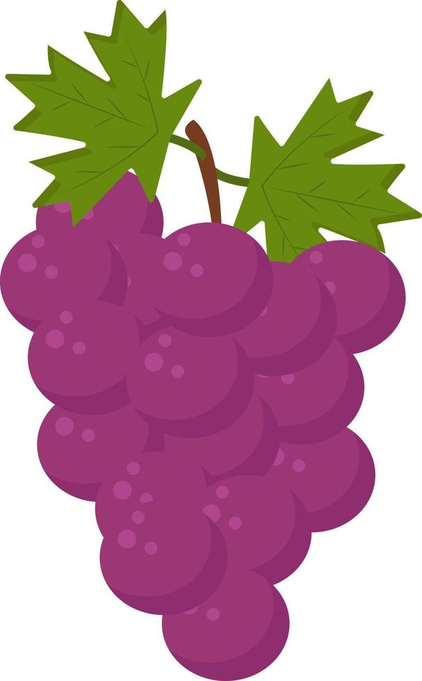 Purper druif, illustratie, vector Aan wit achtergrond.