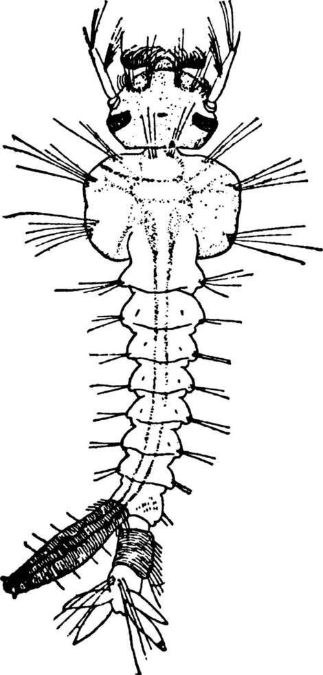 Culex pungen, wijnoogst illustratie. vector