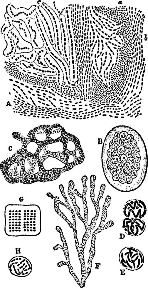 types van zoogloea, wijnoogst illustratie. vector