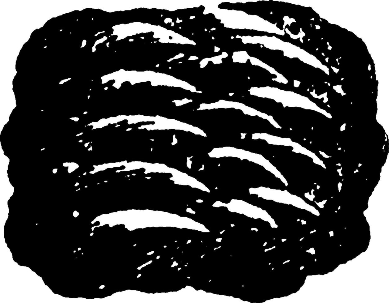 gedeeltelijk tijger tong, wijnoogst illustratie. vector