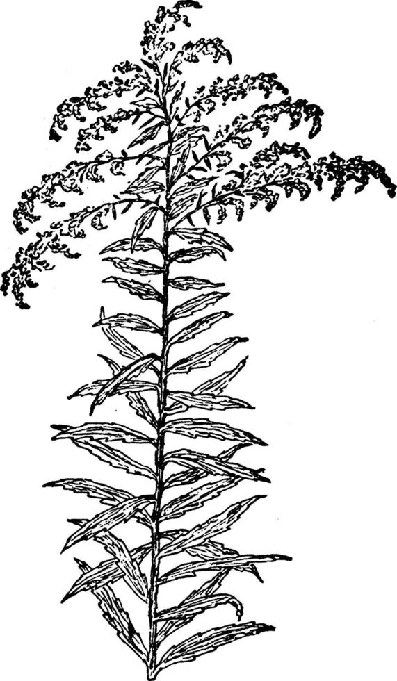 solidago canadensis wijnoogst illustratie. vector