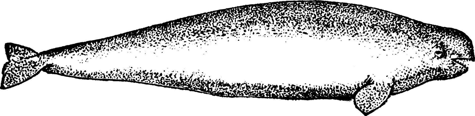 wit walvis, wijnoogst illustratie. vector