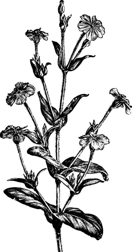 bloeiend Afdeling van lychnis coronaria wijnoogst illustratie. vector