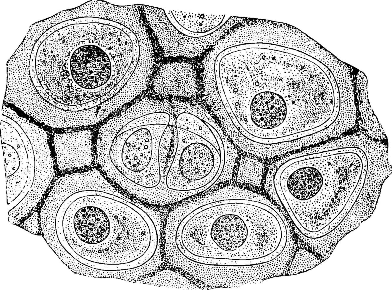 hyaline kraakbeen cellen, wijnoogst illustratie. vector