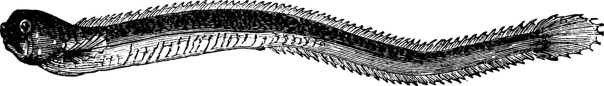 ophidium, wijnoogst illustratie. vector