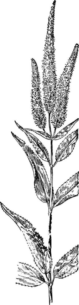 Culver's wortel wijnoogst illustratie. vector