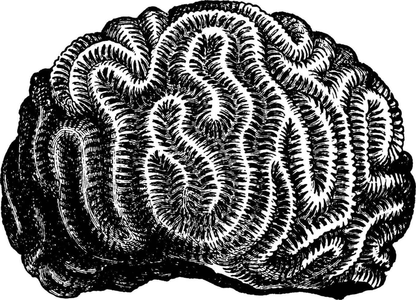 hersenen koraal, wijnoogst illustratie. vector