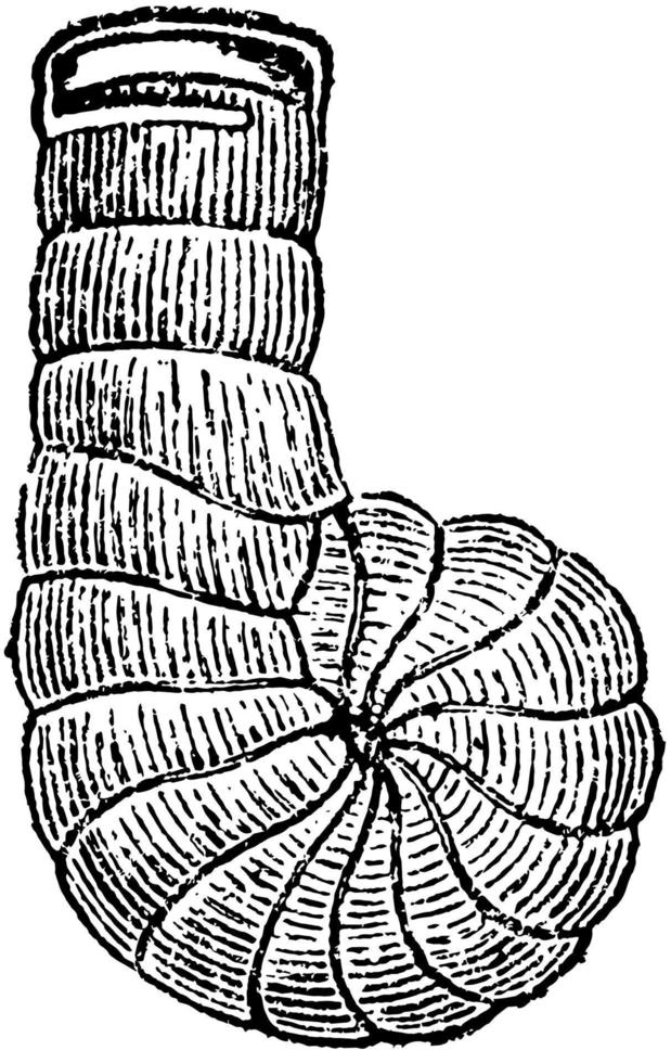 spirolina, wijnoogst illustratie. vector