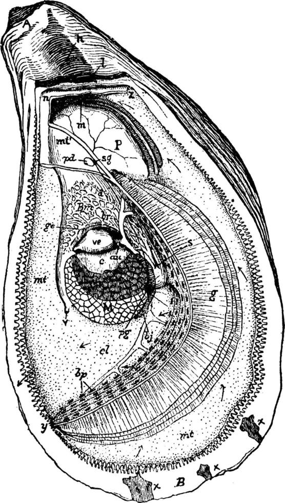 oester, wijnoogst illustratie. vector