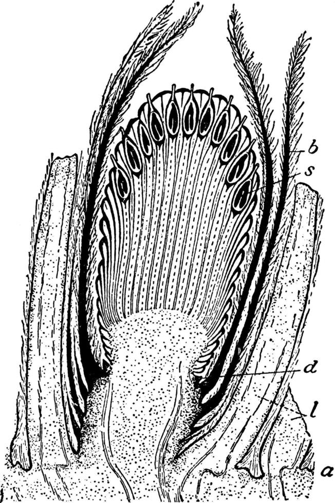cycladoïde wijnoogst illustratie. vector