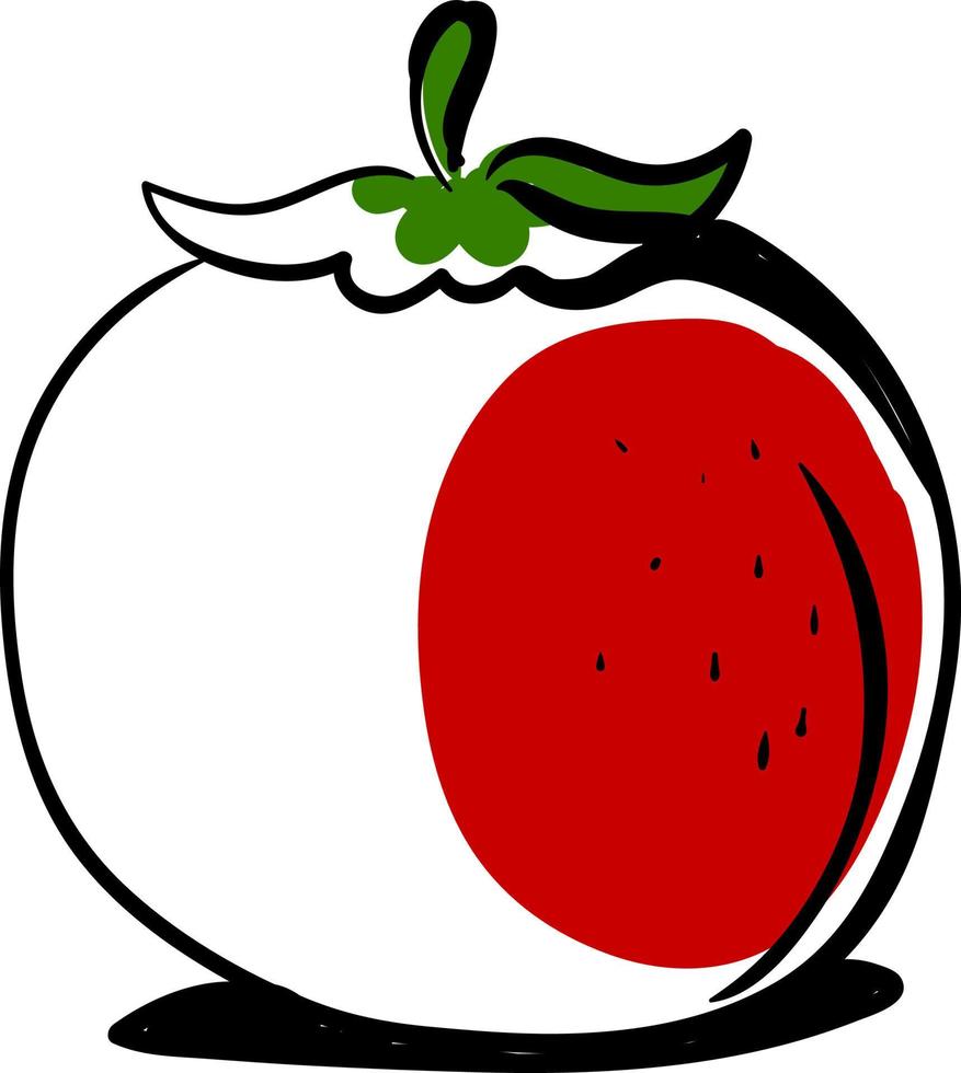 tomaat schetsen, illustratie, vector Aan wit achtergrond.