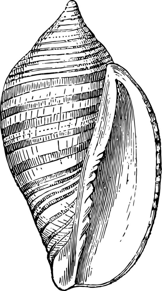 voluta vexillum wijnoogst illustratie. vector