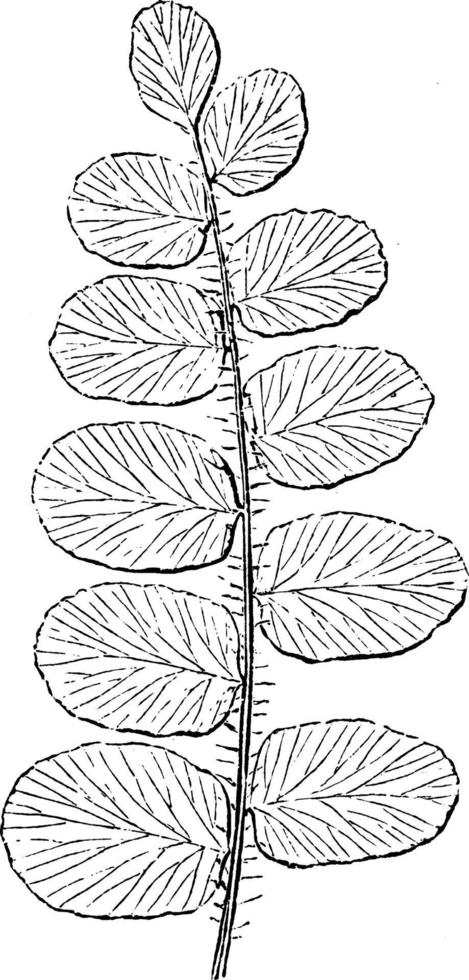 pellaea rotundifolia wijnoogst illustratie. vector