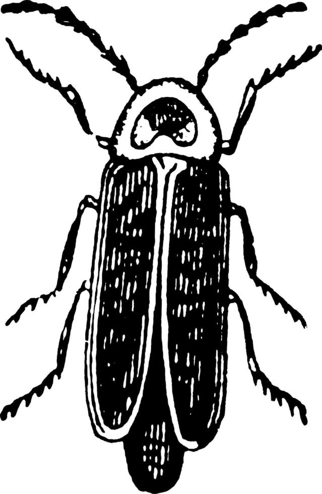 glimworm of bliksem beestje, wijnoogst illustratie. vector