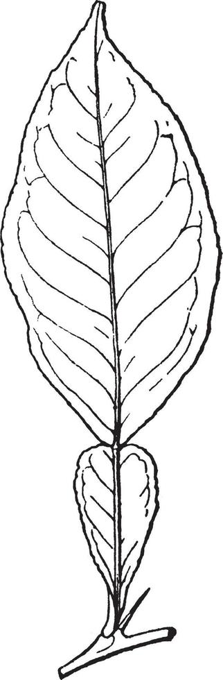 verzuren oranje blad wijnoogst illustratie. vector