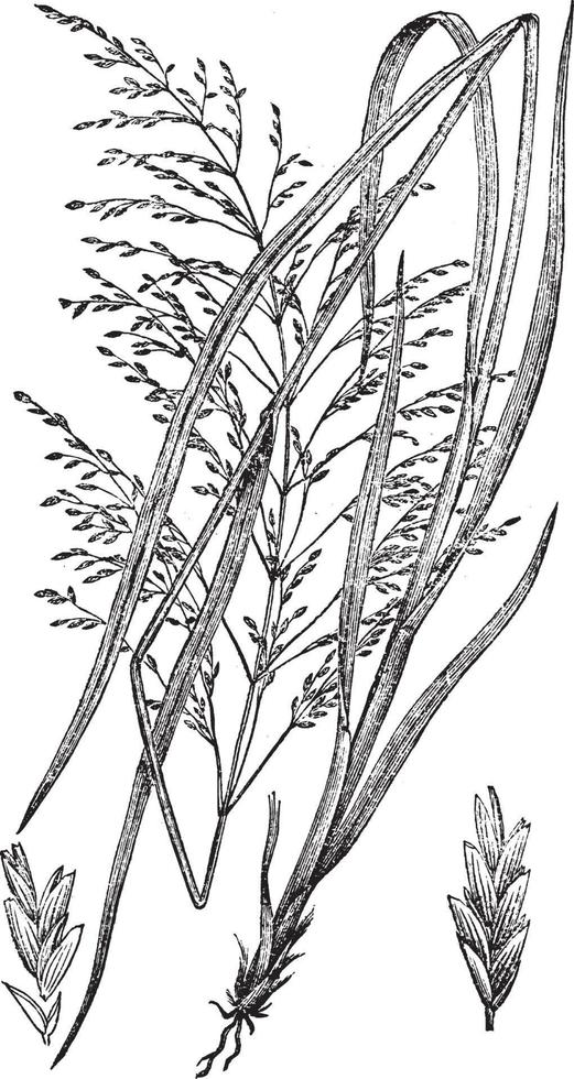 manna gras wijnoogst illustratie. vector