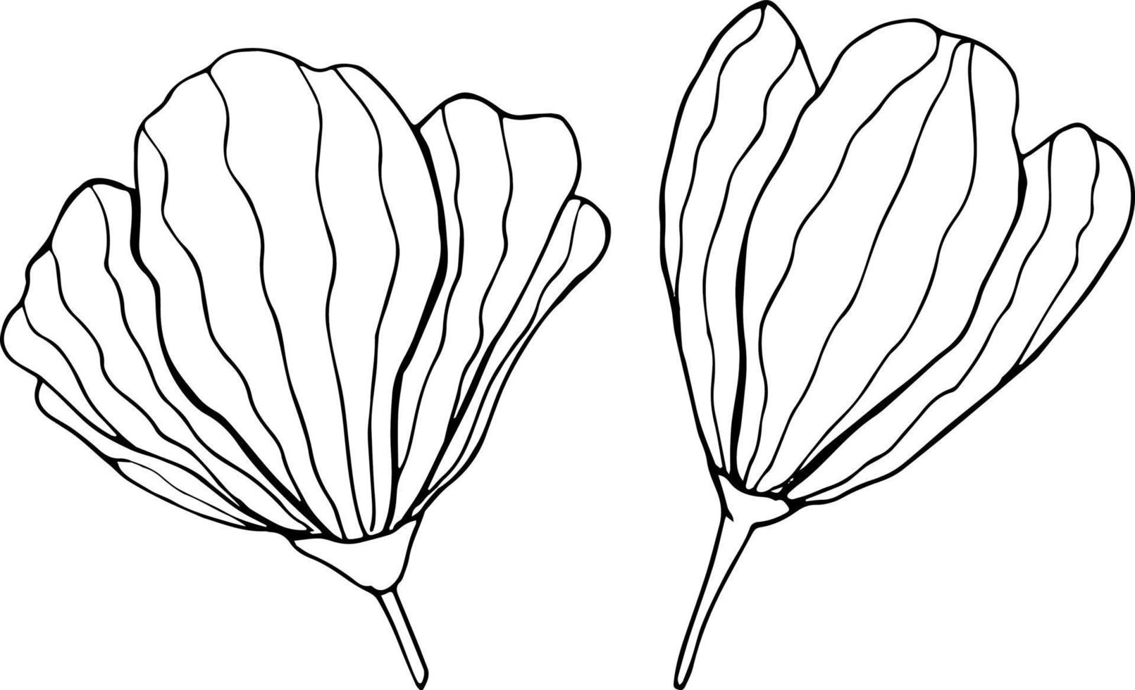 twee hand- getrokken bloemen Aan wit achtergrond. een lijn contour bloemen tekening. vector illustratie