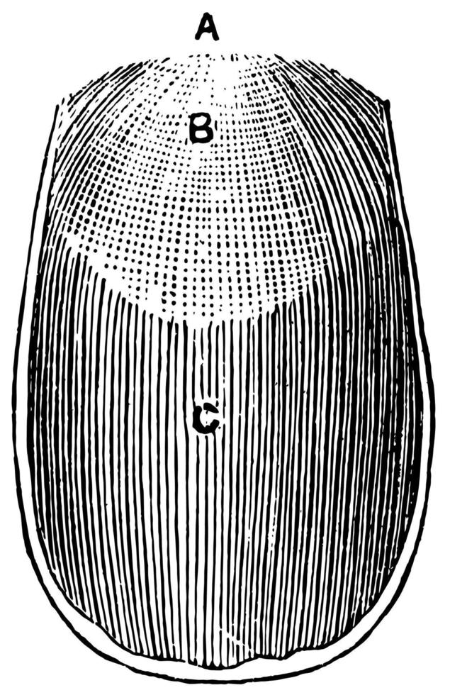 oppervlakte van een nagel, wijnoogst illustratie. vector