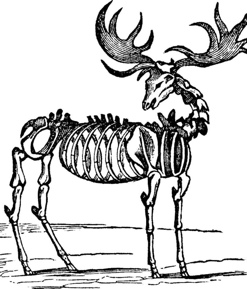 Versteend eland, wijnoogst illustratie. vector