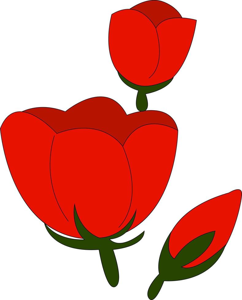 rood tulpen, illustratie, vector Aan wit achtergrond