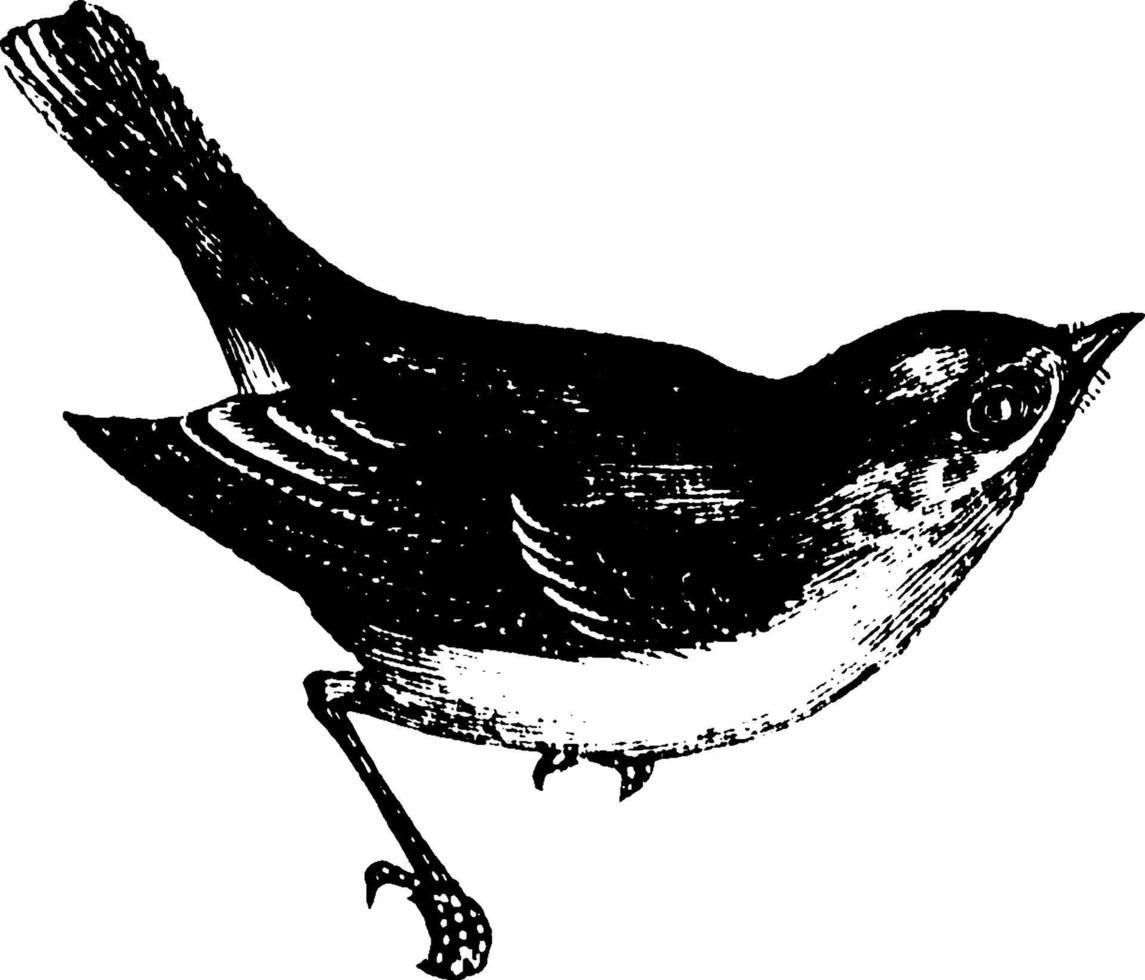 Robin of turdus migrerende, wijnoogst illustratie. vector