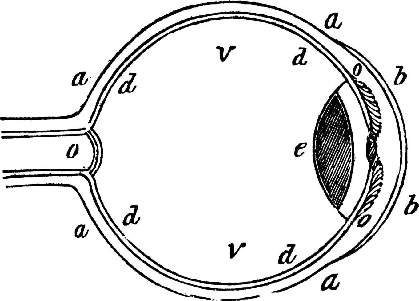 oog, wijnoogst illustratie. vector