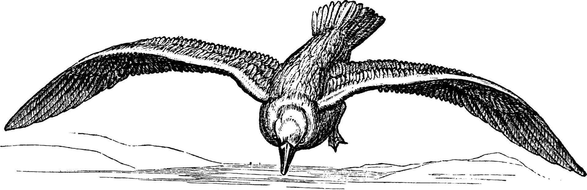 zee meeuw, wijnoogst illustratie. vector