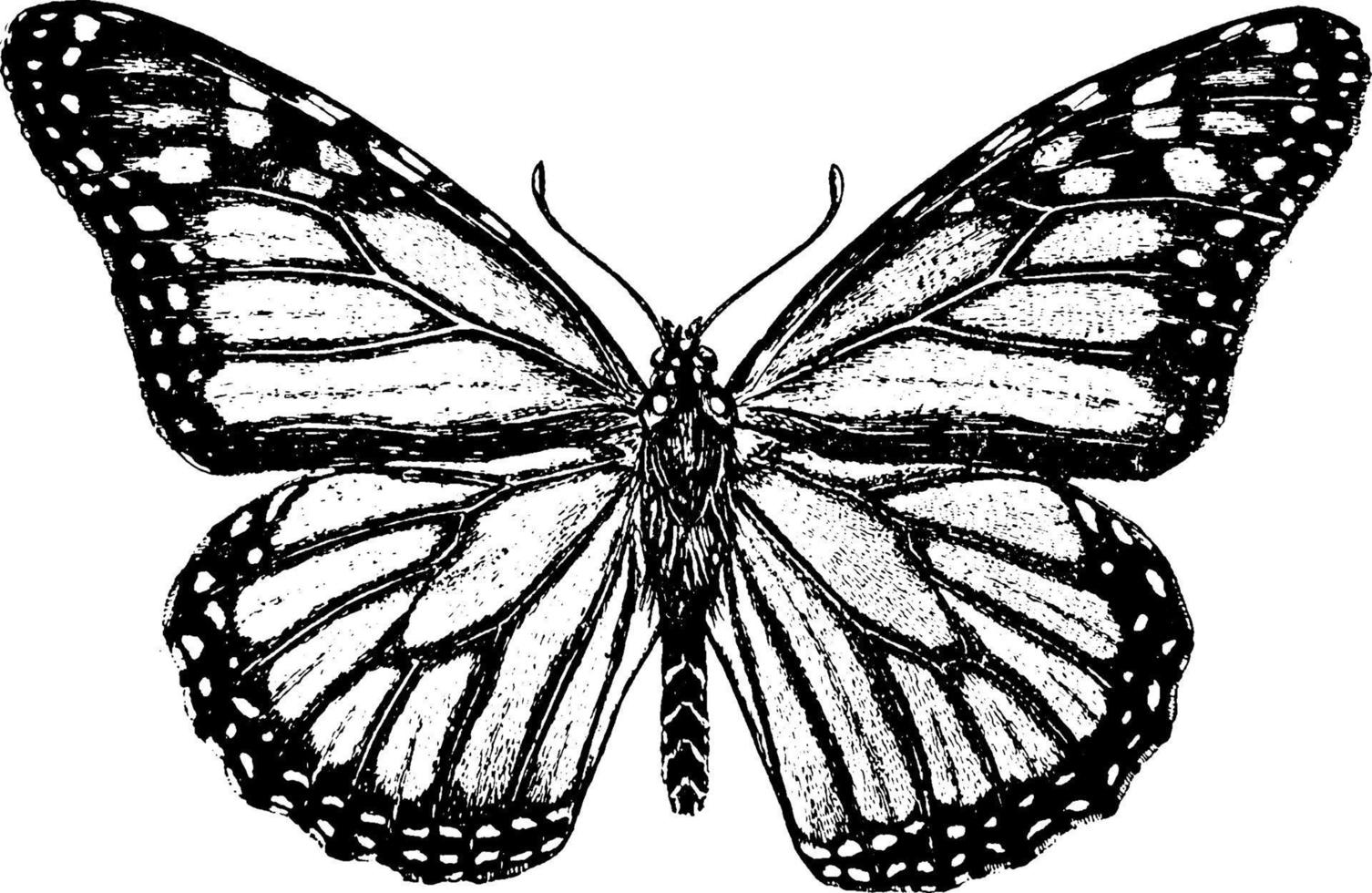 monarch vlinder, wijnoogst illustratie. vector