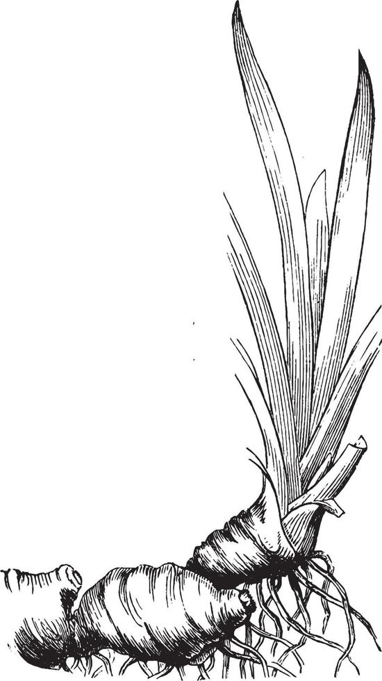 solomonen zegel wortel wijnoogst illustratie. vector