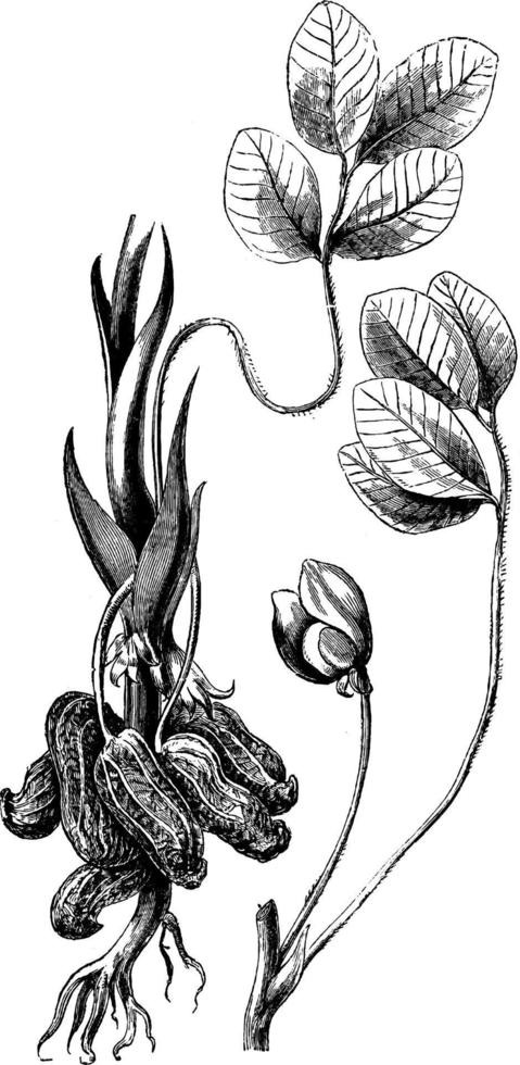 blad, bloem, en clusters van arachis hypogaea wijnoogst illustratie. vector