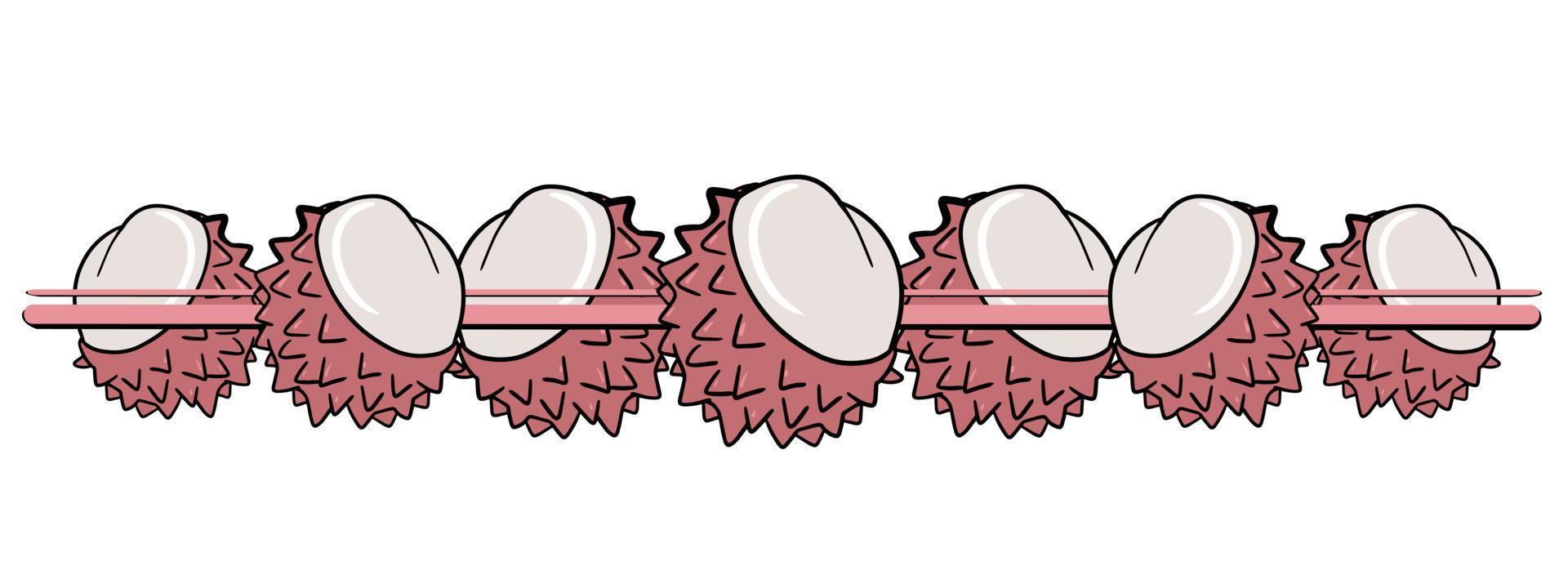 horizontaal grens, kant, roodbruin sappig helften van tropisch lychee fruit, vector illustratie in tekenfilm stijl