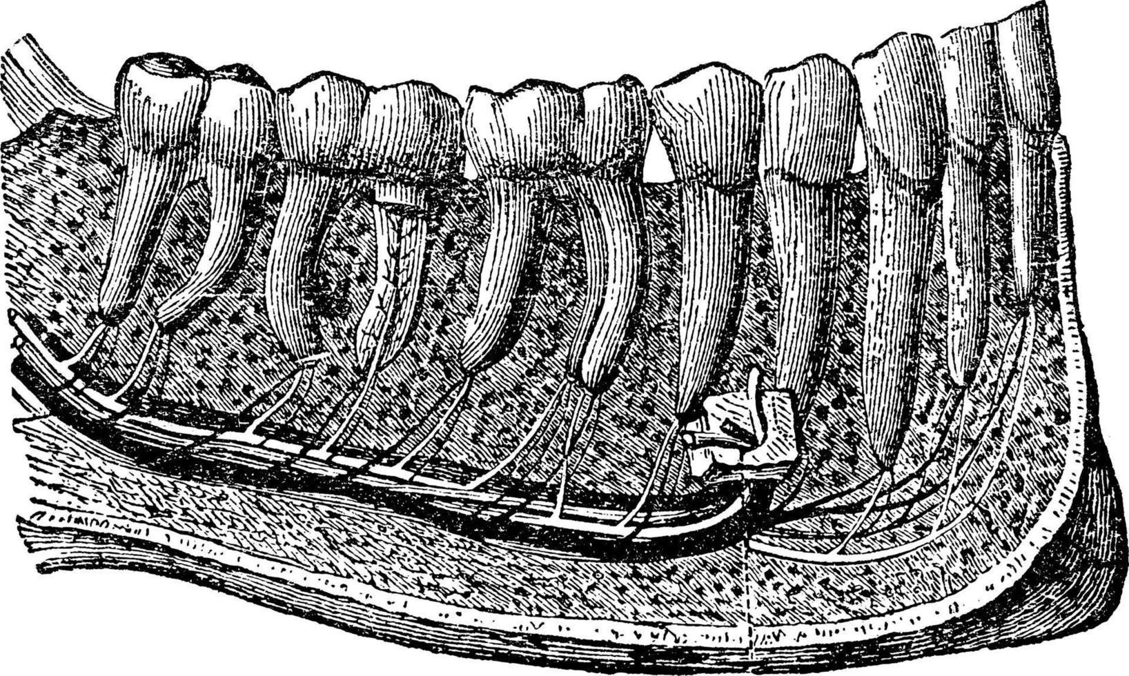 tanden, wijnoogst illustratie. vector