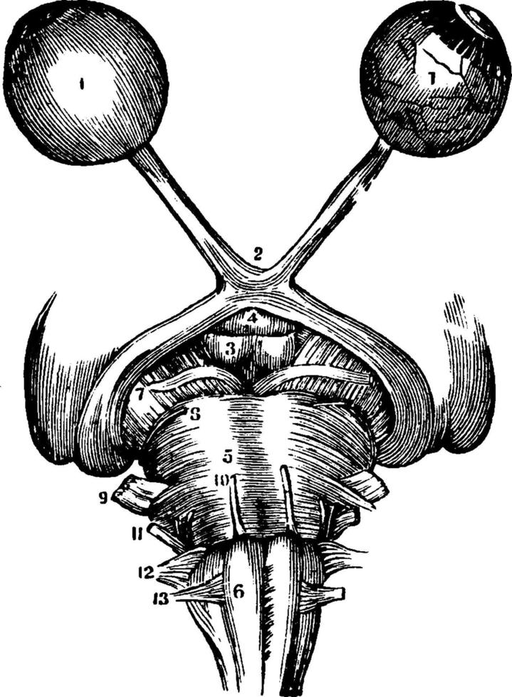 optiek zenuwen, wijnoogst illustratie vector