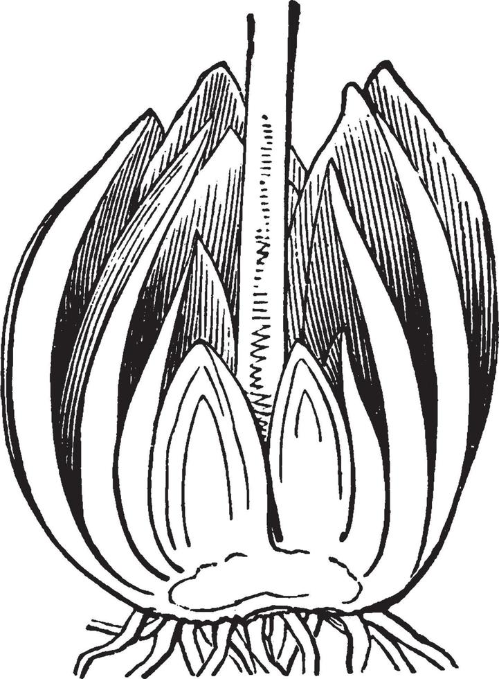 wild lelie dwarsdoorsnede wijnoogst illustratie. vector