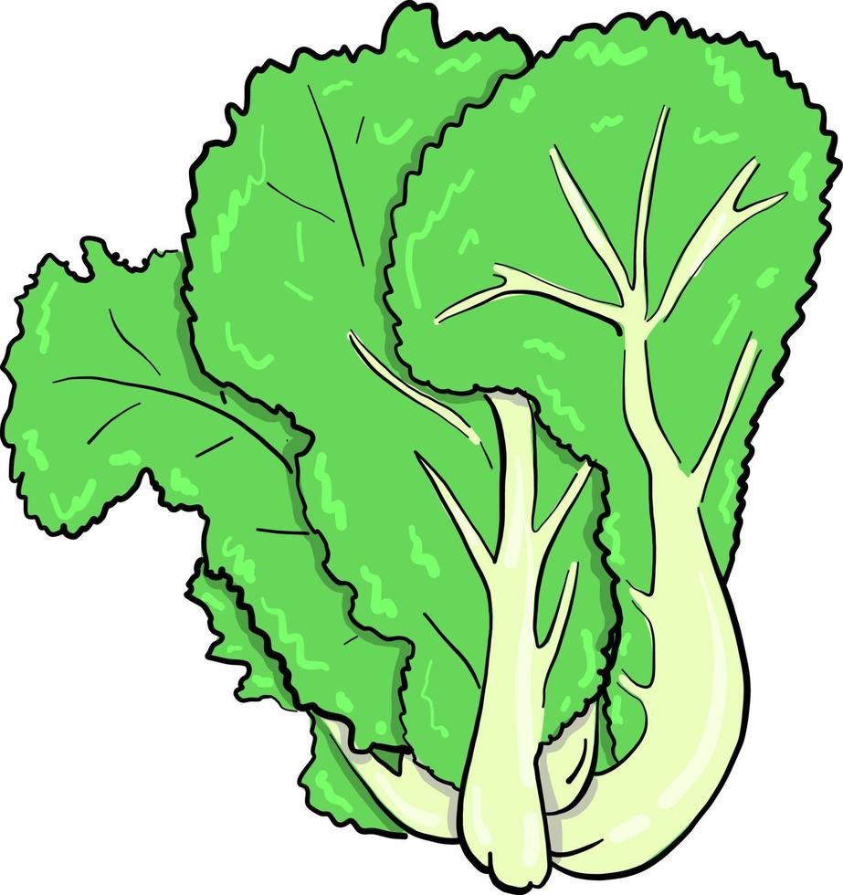 groen salade , illustratie, vector Aan wit achtergrond