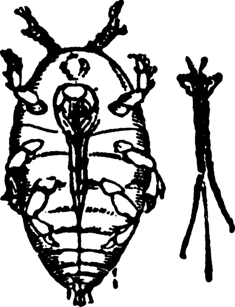 phylloxera, wijnoogst illustratie. vector