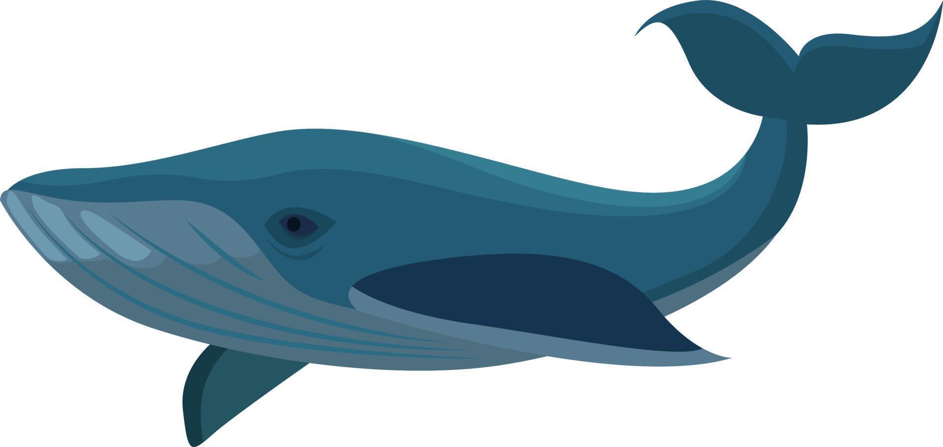 groot walvis, illustratie, vector Aan wit achtergrond