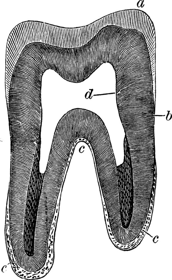 verticaal sectie van een kies tand, wijnoogst illustratie. vector